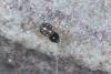 Lepthyphantes sp.